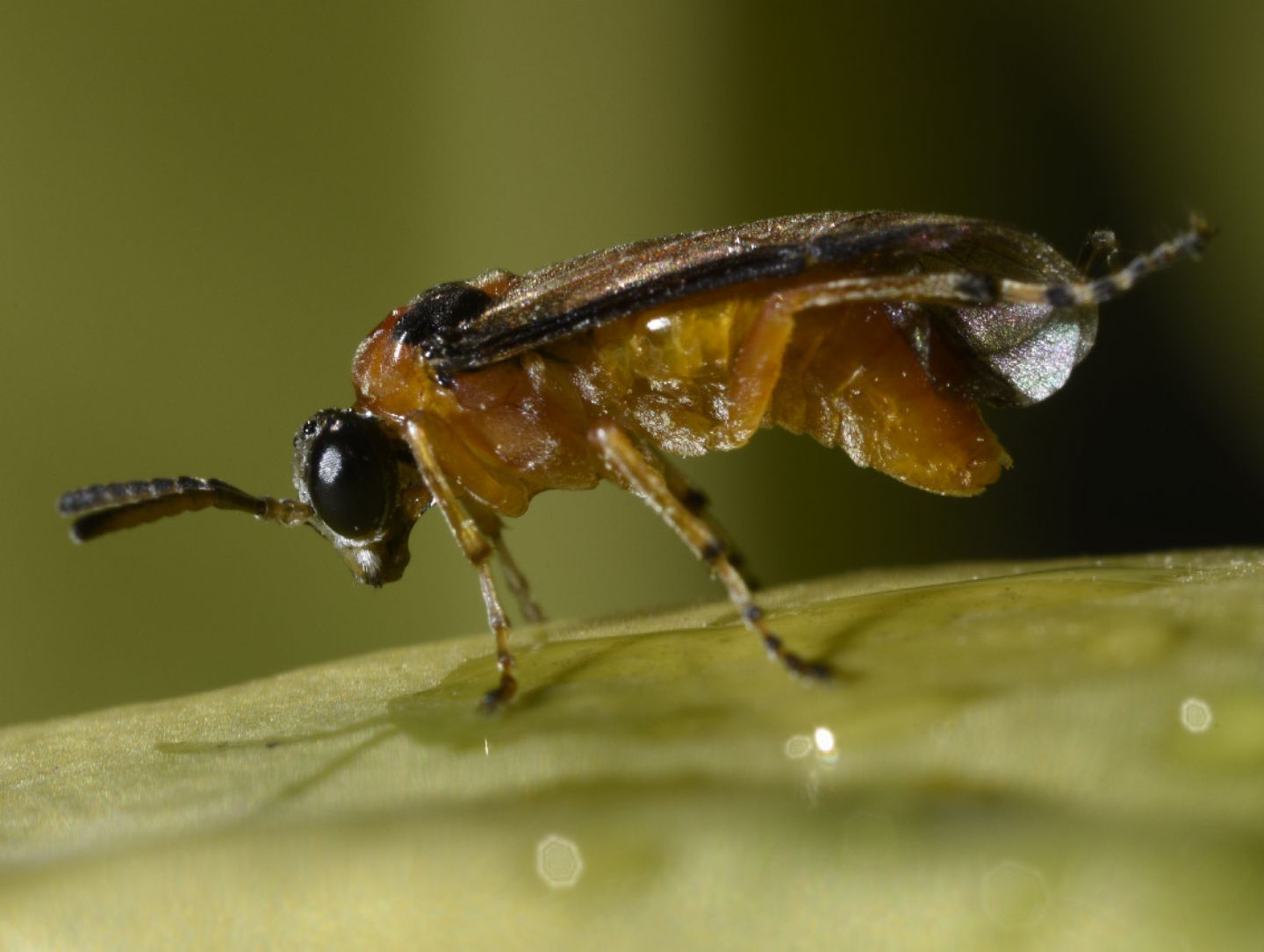 Tenthredinidae: cfr. Athalia rosae